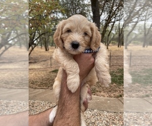 Goldendoodle (Miniature) Puppy for Sale in SHINGLE SPRINGS, California USA