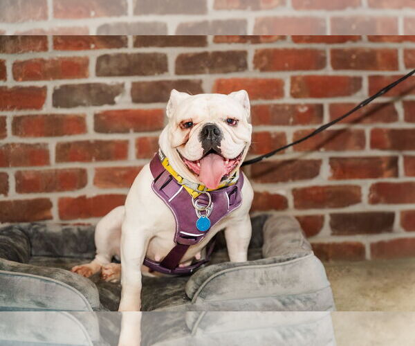 Medium Photo #2 Bulldog Puppy For Sale in St. Louis Park, MN, USA
