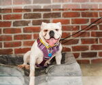 Small #1 Bulldog