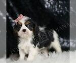 Small #1 Cavalier King Charles Spaniel