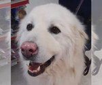 Small Photo #2 Great Pyrenees Puppy For Sale in Hamilton, MT, USA