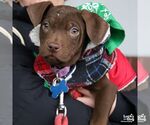 Small #2 Mutt