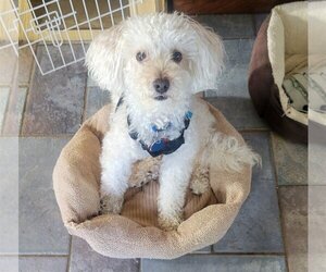 Cockapoo-Poodle (Miniature) Mix Dogs for adoption in Dublin, OH, USA