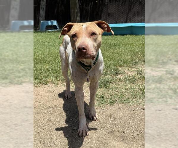 Medium Photo #2 Mutt Puppy For Sale in Riverside, CA, USA