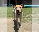Small #1 Mutt