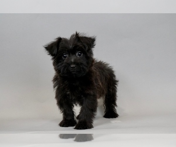 Medium Photo #4 Maltese-Morkie Mix Puppy For Sale in WARSAW, IN, USA