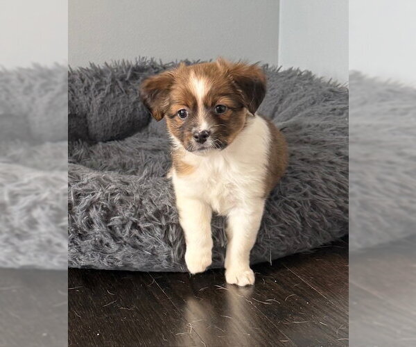 Medium Photo #2 ShiChi Puppy For Sale in Plainfield, IL, USA