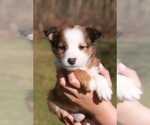 Small Photo #6 Beagle-Shetland Sheepdog Mix Puppy For Sale in MEADVILLE, PA, USA