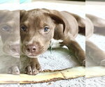 Small Photo #2 Labrador Retriever-Unknown Mix Puppy For Sale in Royal Palm Beach, FL, USA