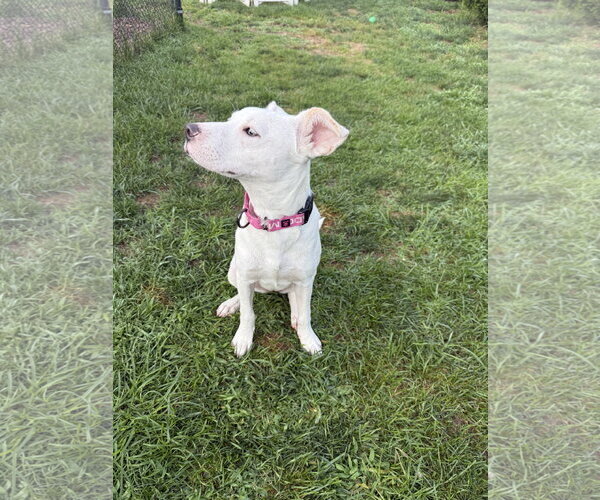 Medium Photo #13 Labrador Retriever-Unknown Mix Puppy For Sale in Oakhurst, NJ, USA