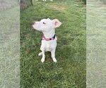 Small #12 Labrador Retriever Mix