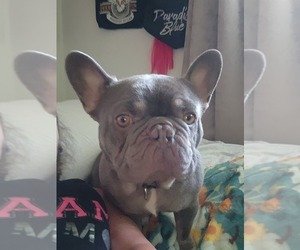 French Bulldog Puppy for sale in MONMOUTH, OR, USA