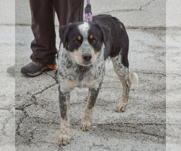 Medium Photo #2 Labrador Retriever-Unknown Mix Puppy For Sale in Huntley, IL, USA
