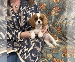 Small #4 Cavalier King Charles Spaniel