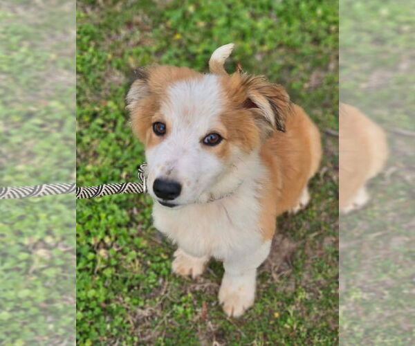 Medium Photo #1 Australian Shepherd-Jack Russell Terrier Mix Puppy For Sale in Wakefield, RI, USA