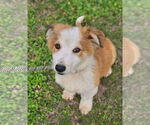 Small Australian Shepherd-Jack Russell Terrier Mix