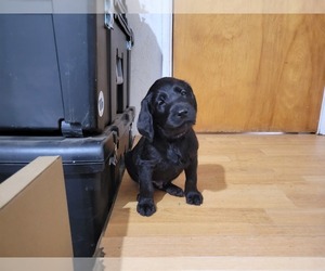Labradoodle Puppy for sale in BEND, OR, USA