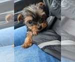 Small Photo #10 Yorkshire Terrier Puppy For Sale in SPENCER, TN, USA