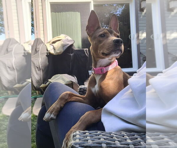 Medium Photo #11 Basenji-German Shepherd Dog Mix Puppy For Sale in Lakewood, CO, USA