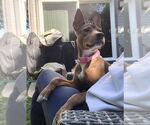 Small #10 Basenji-German Shepherd Dog Mix