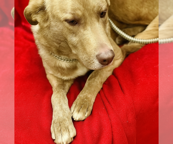 Medium Photo #2 Golden Labrador Puppy For Sale in Mt. Laurel, NJ, USA