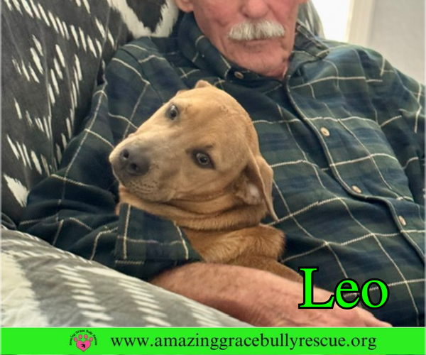 Medium Photo #4 Bulldog-Labrador Retriever Mix Puppy For Sale in Pensacola, FL, USA