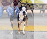 DOUGIE - Male Mutt Dog for Adoption - Small photo