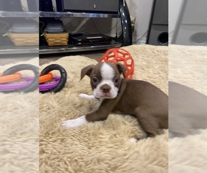 Boston Terrier Puppy for sale in FREDONIA, KS, USA