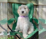 Puppy Peppermint Goldendoodle