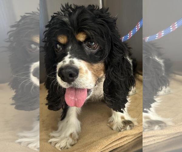 Medium Photo #3 Cocker Spaniel Puppy For Sale in Westminster, MD, USA