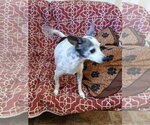 Small #2 Chihuahua Mix