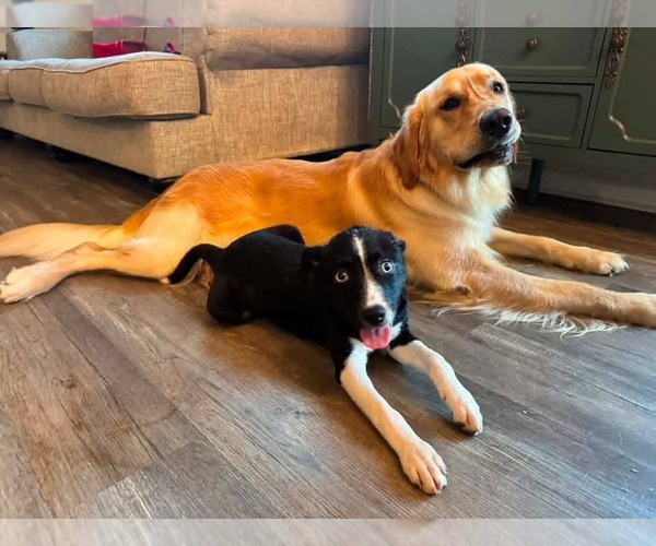 Medium Photo #4 Feist Terrier-Unknown Mix Puppy For Sale in Woodbury, NY, USA