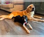 Small #3 Feist Terrier Mix