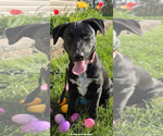 Small #13 Labrador Retriever Mix