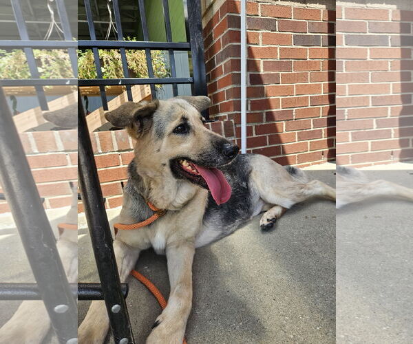 Medium Photo #3 German Shepherd Dog Puppy For Sale in Thomasville, NC, USA