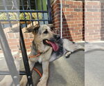 Small #2 German Shepherd Dog