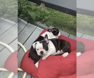 Faux Frenchbo Bulldog Puppy for sale in BARABOO, WI, USA