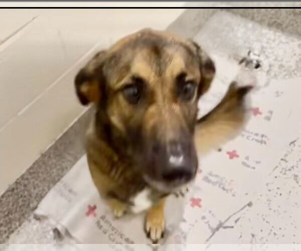 Medium Photo #1 German Shepherd Dog-Unknown Mix Puppy For Sale in Houston, TX, USA