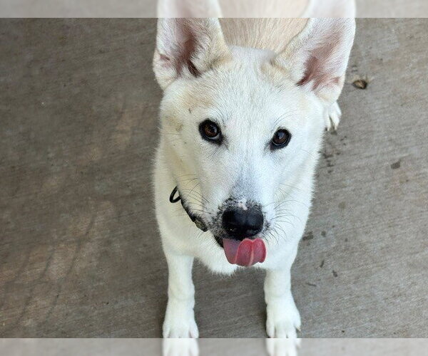 Medium Photo #1 Siberian Husky-Unknown Mix Puppy For Sale in Tulsa, OK, USA
