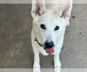 Siberian Husky-Unknown Mix Dogs for adoption in Tulsa, OK, USA