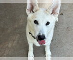 MARSHMELLOW - Male Siberian Husky-Unknown Mix Dog for Adoption - Small photo