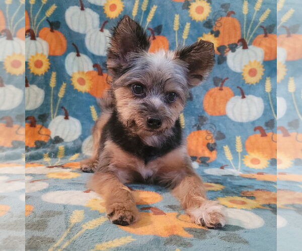 Medium Photo #2 Pomeranian-Unknown Mix Puppy For Sale in FAIRLAWN, OH, USA