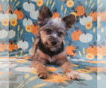 Small #1 Pomeranian Mix