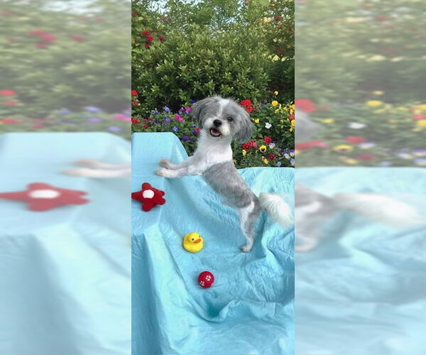 Medium Photo #5 Shih Tzu Puppy For Sale in Weston, FL, USA