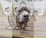 Small #2 Mutt