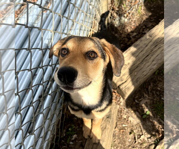 Medium Photo #1 Mutt Puppy For Sale in Yardley, PA, USA