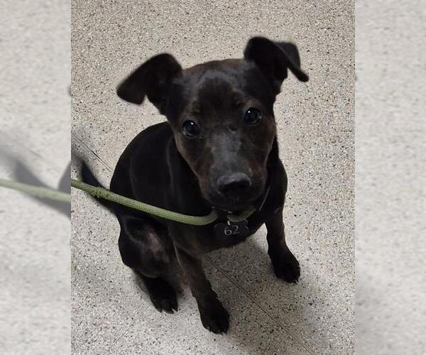 Medium Photo #1 Chihuahua Puppy For Sale in Bakersfield, CA, USA