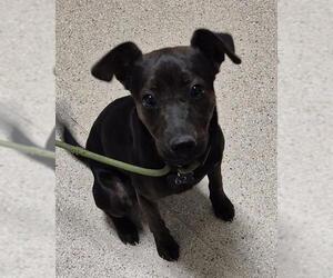 Chihuahua Dogs for adoption in Bakersfield, CA, USA