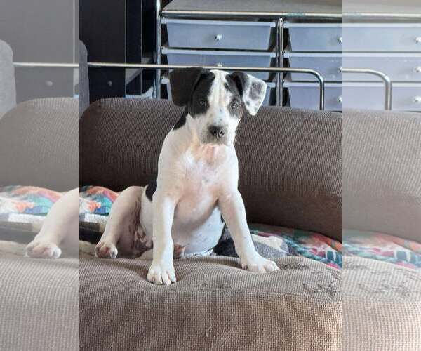 Medium Photo #6 Pointer-Unknown Mix Puppy For Sale in pomfret, CT, USA