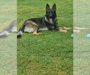 German Shepherd Dog Puppy for sale in SPERRY, OK, USA